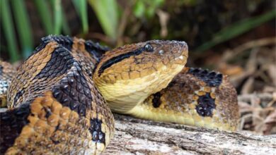how to spot the 7 most venomous snakes near you, deadly snakes, venomous snakes,