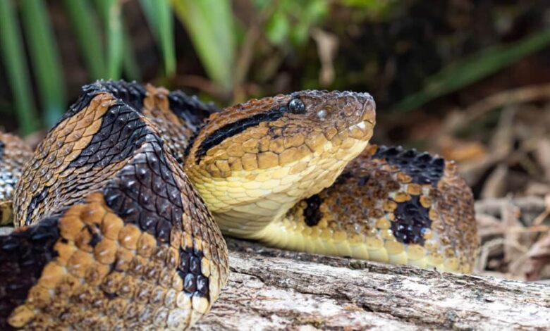 how to spot the 7 most venomous snakes near you, deadly snakes, venomous snakes,