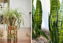 Indoor Plants That Purifies Your Air Like Magic