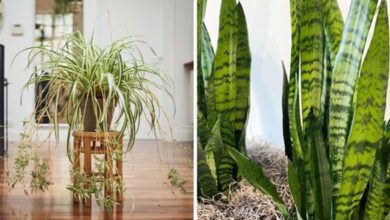 Indoor Plants That Purifies Your Air Like Magic