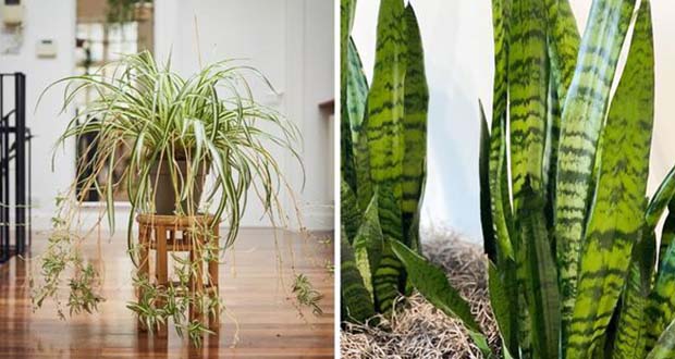 Indoor Plants That Purifies Your Air Like Magic